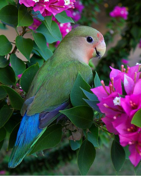 Lovebird in the bouganvilla